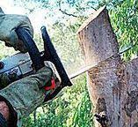 Trusted Sebree, KY Tree Services Experts