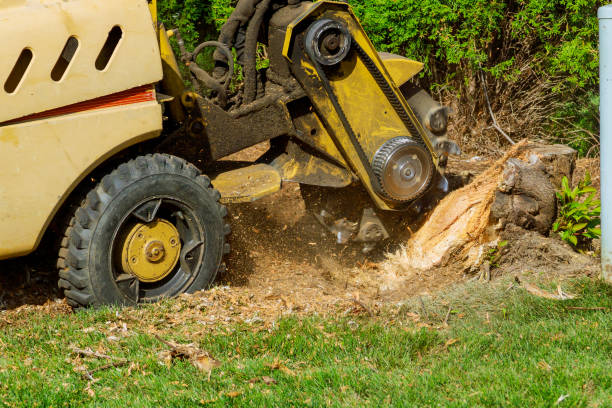Best Lawn Mowing  in Sebree, KY