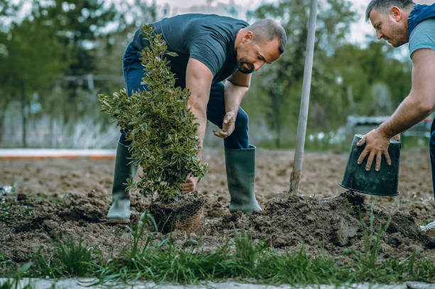 Best Lawn Mowing  in Sebree, KY