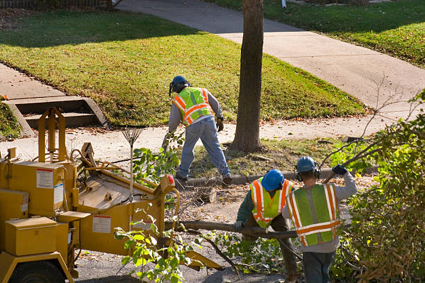 Best Tree Cabling and Bracing  in Sebree, KY