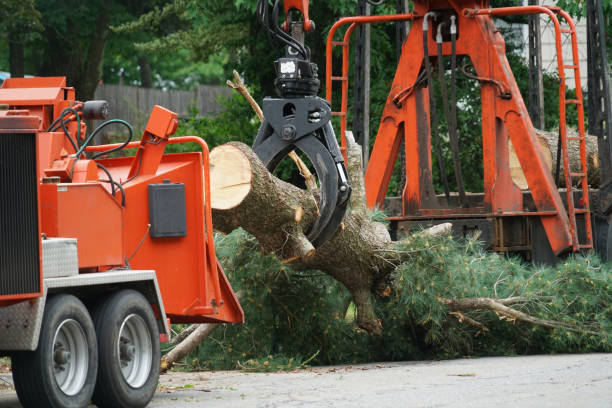 Best Organic Lawn Care Solutions  in Sebree, KY