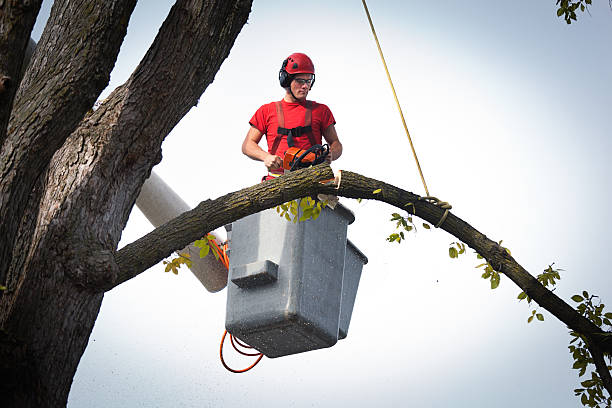Best Storm Damage Tree Cleanup  in Sebree, KY