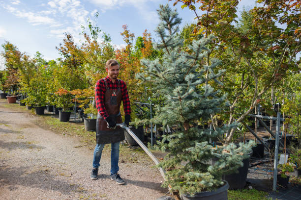 How Our Tree Care Process Works  in  Sebree, KY