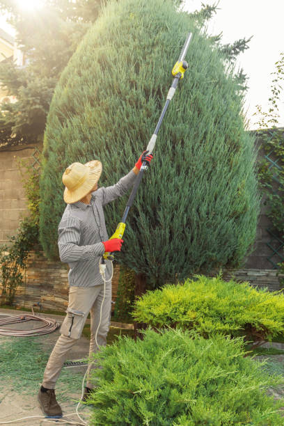 Best Hedge Trimming  in Sebree, KY