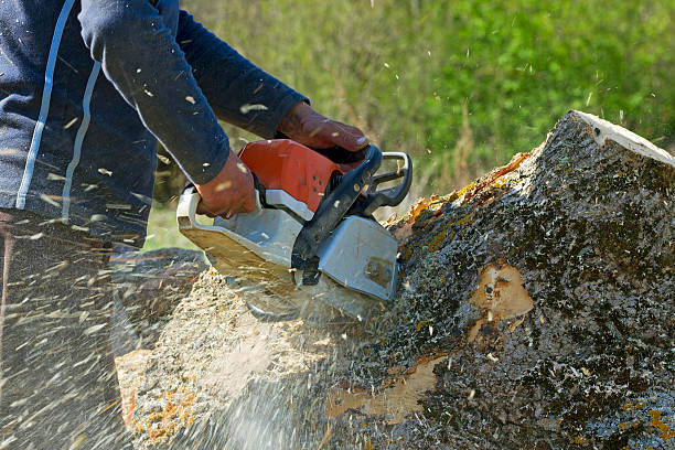 Best Lawn Renovation and Restoration  in Sebree, KY