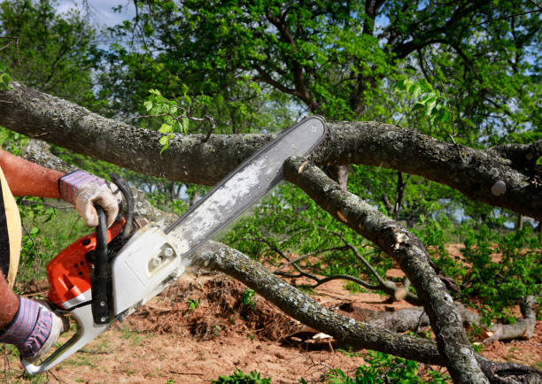 Best Tree Maintenance Programs  in Sebree, KY