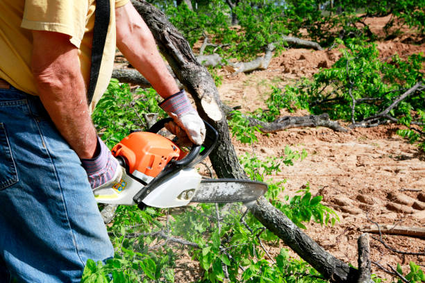Best Root Management and Removal  in Sebree, KY
